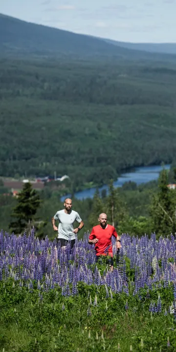 Två män lörtränar på Kläppenberget, bland massor av Lupiner i vacker fjällmiljö med vackra vyer